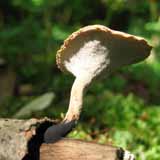 Ein Pilz aus Österreich